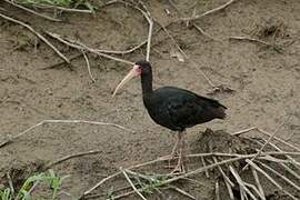 Bare-faced Ibis