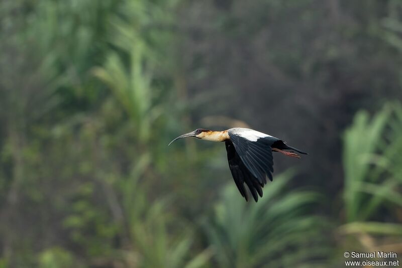 Buff-necked Ibisadult, Flight