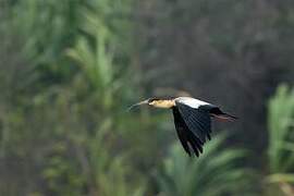 Buff-necked Ibis