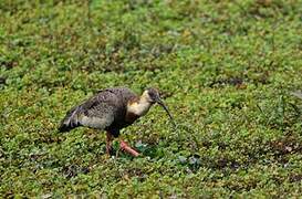 Buff-necked Ibis