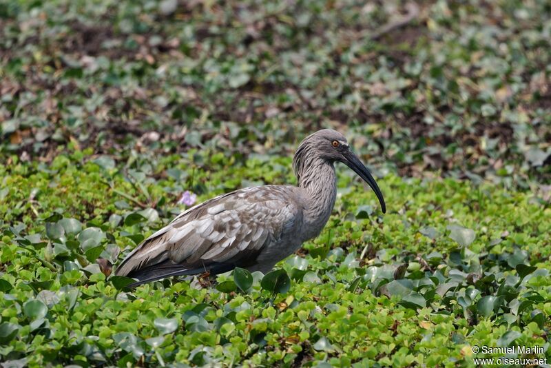 Ibis plombéadulte