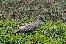 Plumbeous Ibis