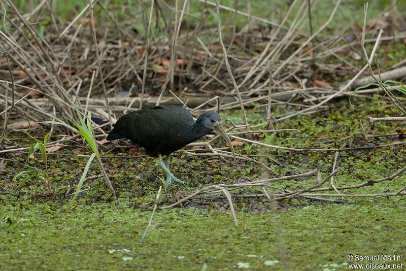 Ibis vertadulte