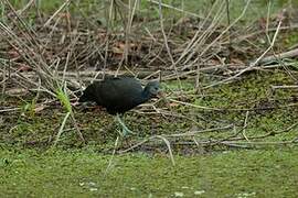 Green Ibis