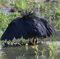 Aigrette ardoisée