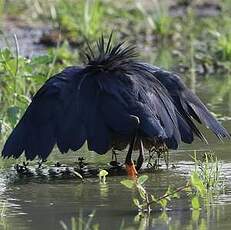 Aigrette ardoisée