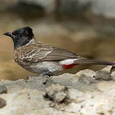 Bulbul à ventre rouge