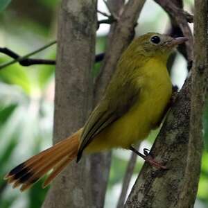 Livingstone's Flycatcher - Erythrocercus livingstonei