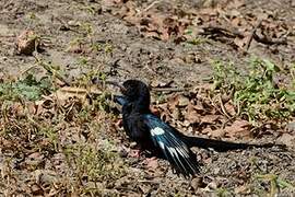 Green Wood Hoopoe