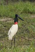 Jabiru d'Amérique