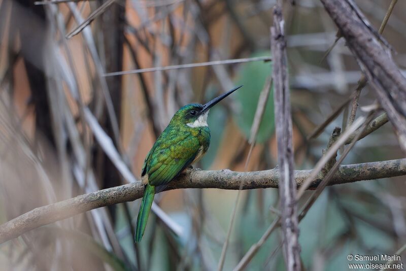 Rufous-tailed Jacamaradult