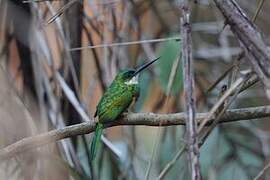 Rufous-tailed Jacamar