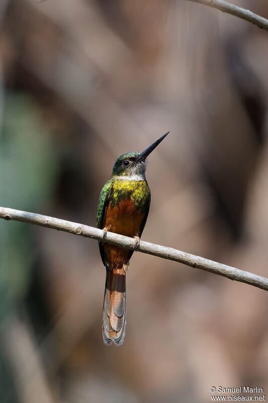 Rufous-tailed Jacamaradult