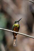 Jacamar à queue rousse