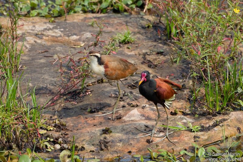 Wattled Jacana