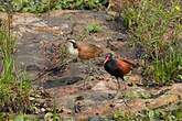 Jacana noir