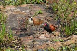 Wattled Jacana