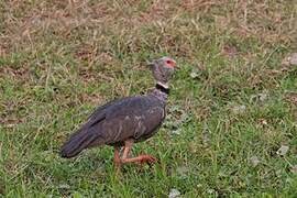 Southern Screamer