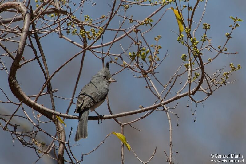 Grey-crested Finchadult