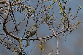 Grey-crested Finch