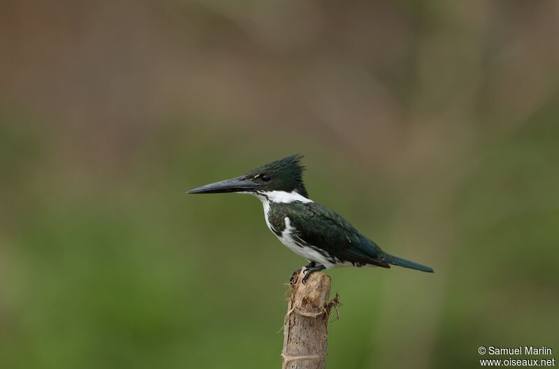 Amazon Kingfisher