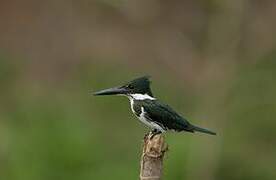 Amazon Kingfisher