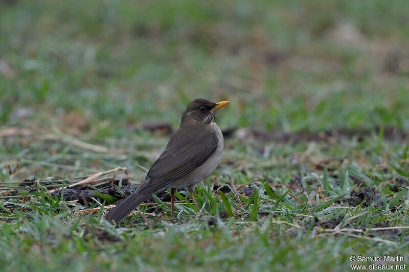 Creamy-bellied Thrushadult