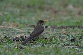 Creamy-bellied Thrush