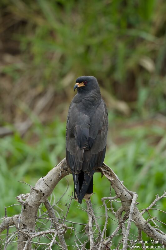 Snail Kite male adult