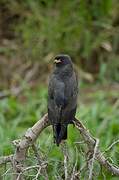 Snail Kite