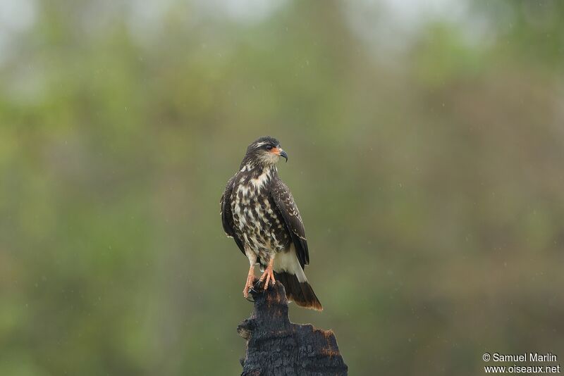 Snail Kite female adult