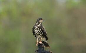 Snail Kite