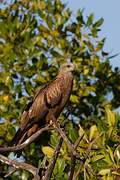 Black Kite