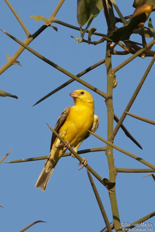 Moineau doréadulte