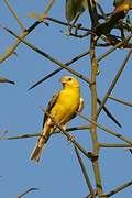 Sudan Golden Sparrow