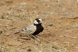 Black-crowned Sparrow-Lark