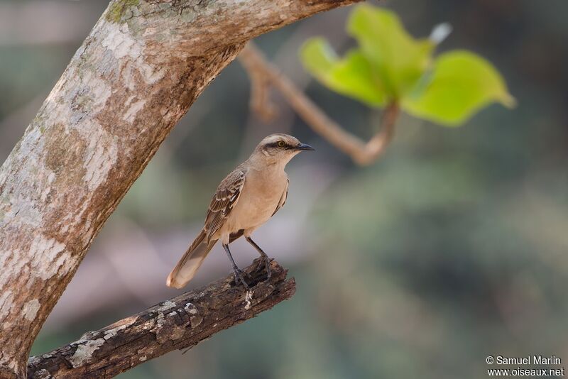 Chalk-browed Mockingbirdadult