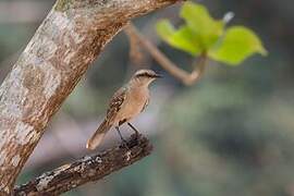 Chalk-browed Mockingbird