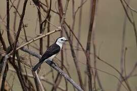 Black-backed Water Tyrant