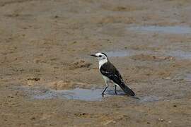 Black-backed Water Tyrant