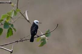 White-headed Marsh Tyrant