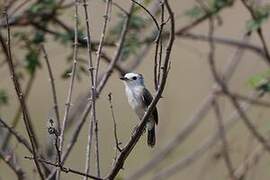 White-headed Marsh Tyrant