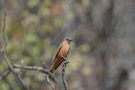 Cliff Flycatcher