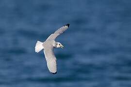 Black-legged Kittiwake