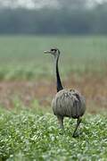 Greater Rhea