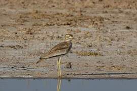 Senegal Thick-knee