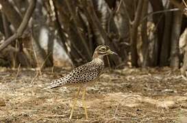 Spotted Thick-knee