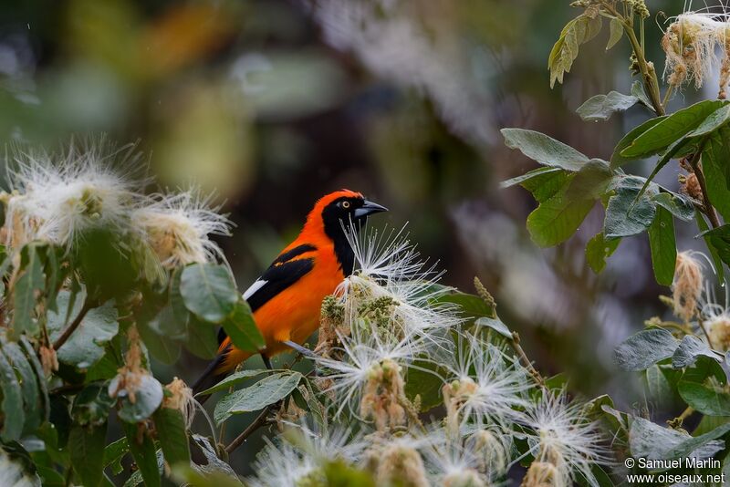 Orange-backed Troupialadult