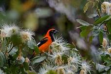 Oriole à dos orange