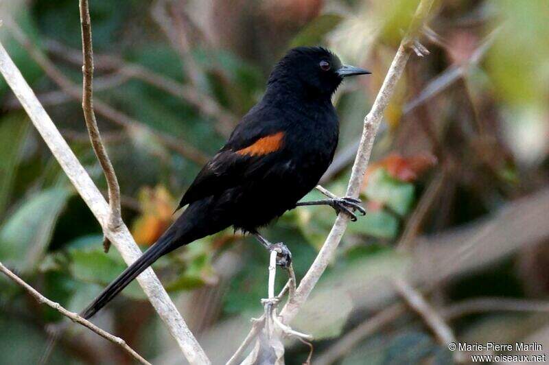 Epaulet Oriole - Icterus Cayanensis - Sama232340